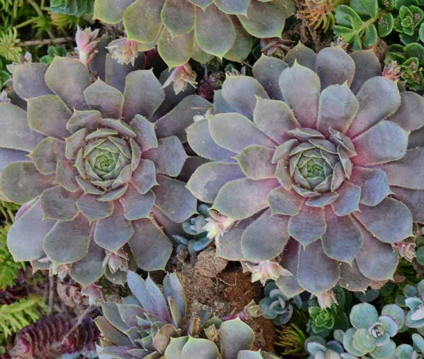 Sempervivum 'Pacific Blue Ice', Hens and Chicks 'Pacific Blue Ice', Houseleek 'Pacific Blue Ice', succulent, evergreen succulent, Blue Succulent, drought tolerant perennial, drought tolerant plant